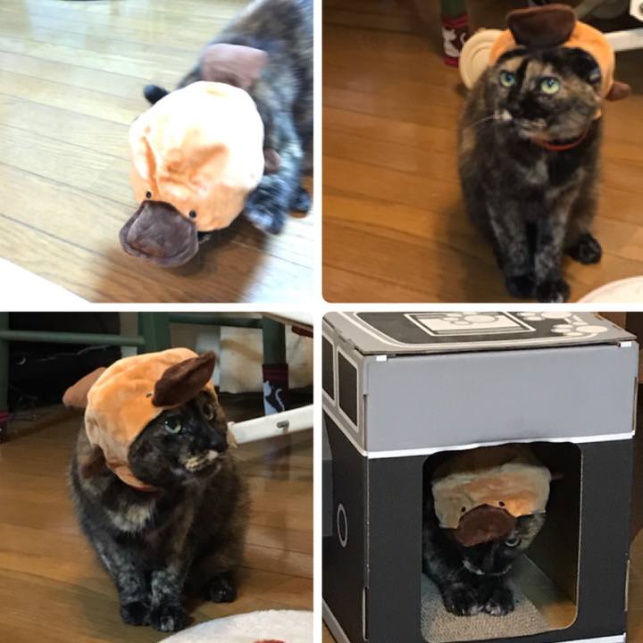 Bde0fc39 d8f3 4adf 9fd7 8d399b66efd2 1565958376828