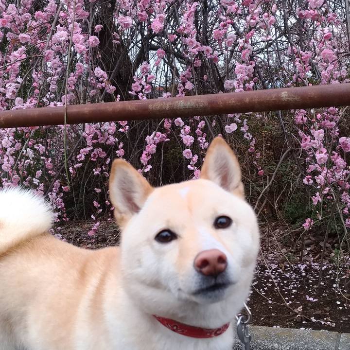 Bde7d02b f395 4bc7 9957 6ced66321642 1552277010323