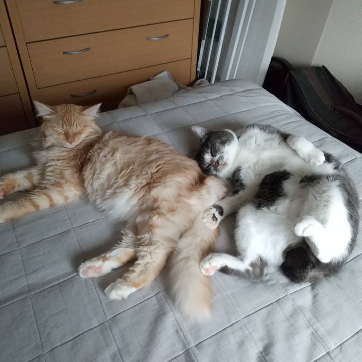 Bde906d5 8a0c 4129 bbd3 d70faa2db18d 1628752247515