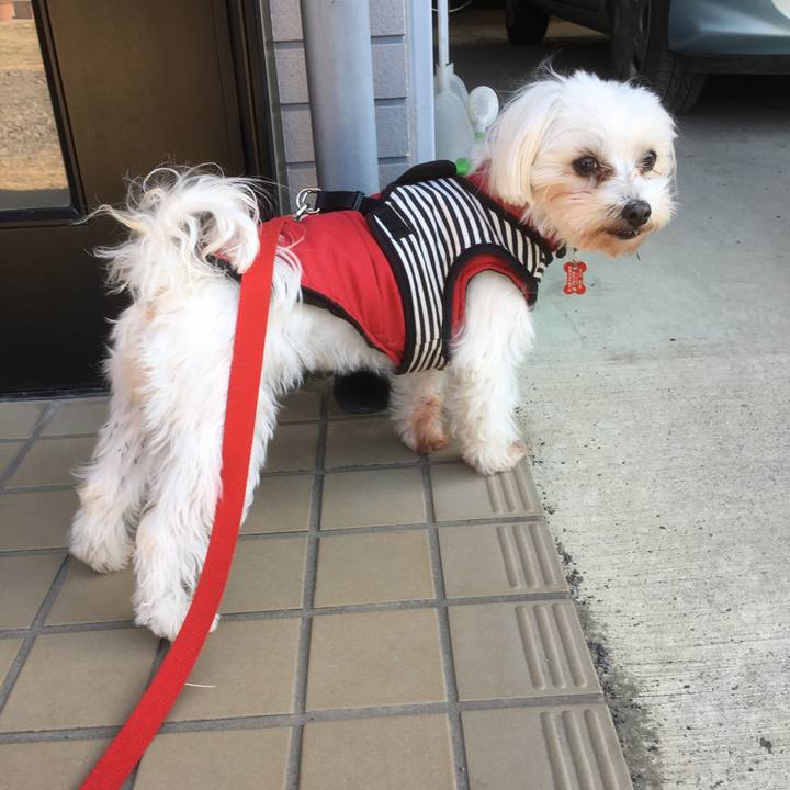 Bde9d33e 054b 42fc 8ae0 7f32ac6576e7 1513307424166