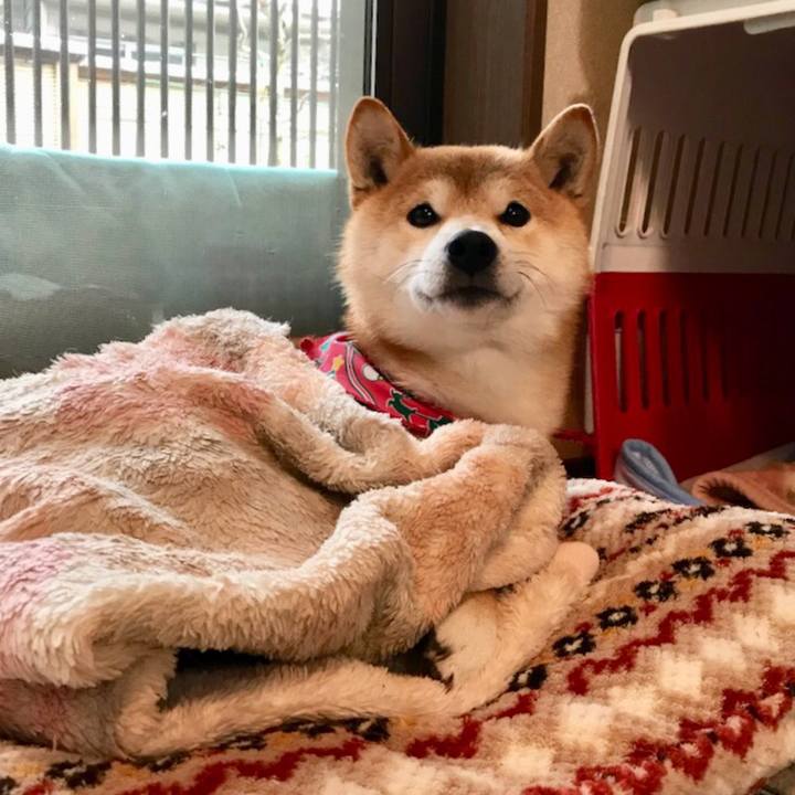 Bdea7e96 1bef 4064 b0b3 14db75b9fa6f 1514376198197