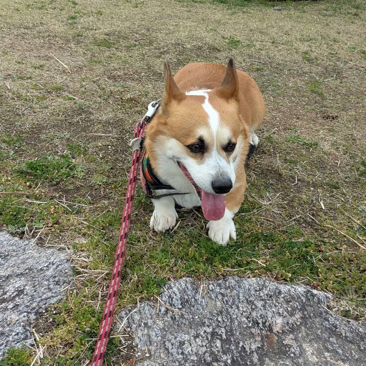 Bdea80b4 8c81 4eb3 8e78 69bd240b3292 1743571337004