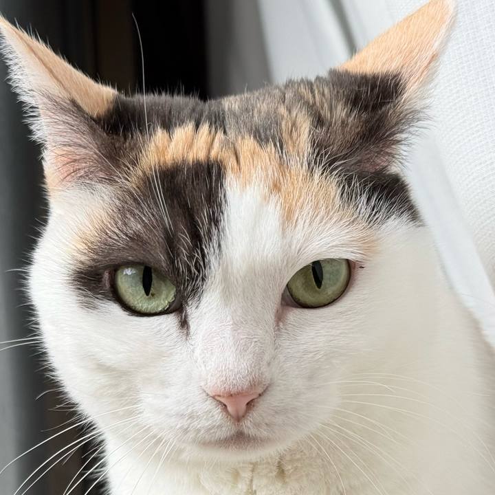 Bdeaa701 2089 4036 b169 583880a5e70a 1774056863925