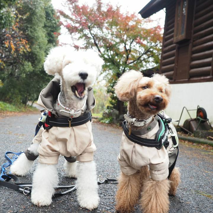 Bdebd4e2 5778 4e7c 9c39 05d97b14a9b7 1511307841107