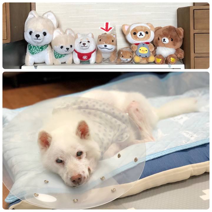 Bdf12963 acbf 4f61 b35a 52701465c409 1662965200702