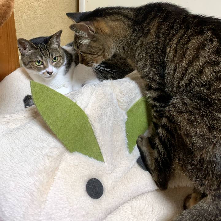 Bdf18a80 401d 4df0 a61d dfa20dace9ec 1597279026917