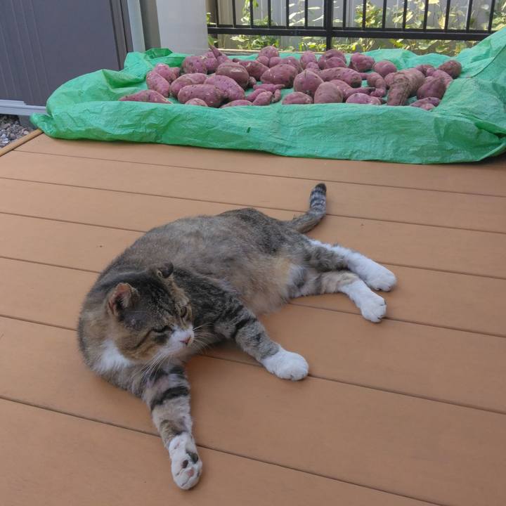 Bdf73110 f2f0 45e8 accf e83766f8129d 1760089700483