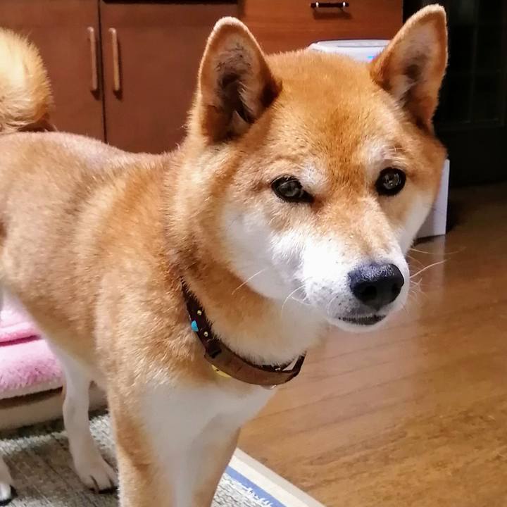 Bdf8b93b 9d3b 4db0 82d5 d1b45cce3df2 1588766099612