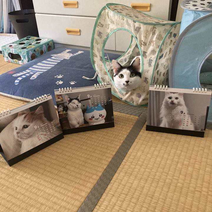 Bdff7aa0 bbd6 4e48 a4b8 7f8f789fd200 1759277202025