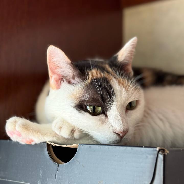 Be0146b2 1a26 4be4 9a41 13ff36dddcdc 1754531542443