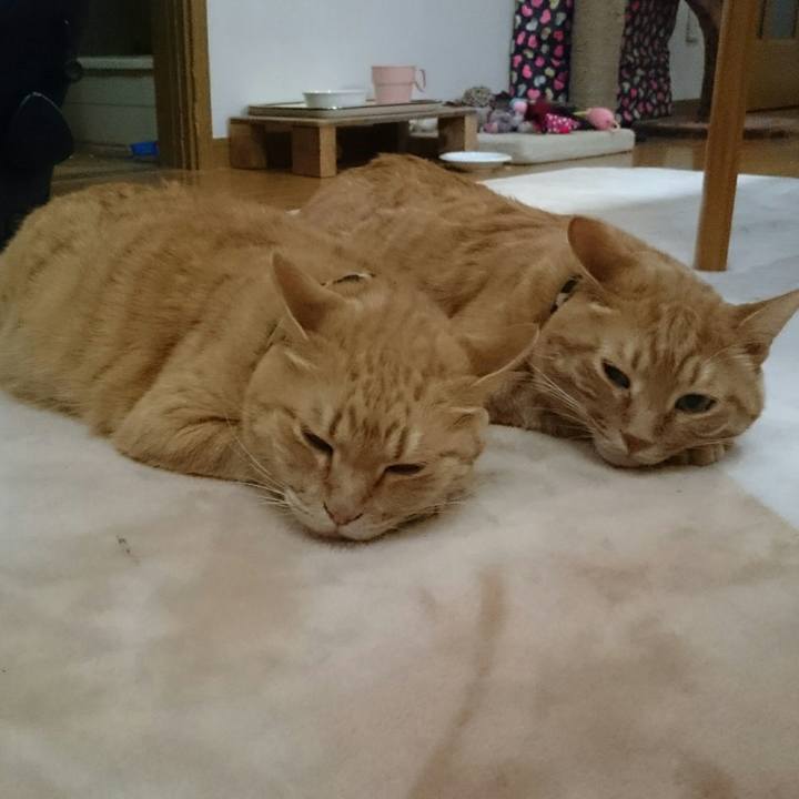 Be01f878 b093 4bec 9e1a 1c7a9af00c50 1549353577569