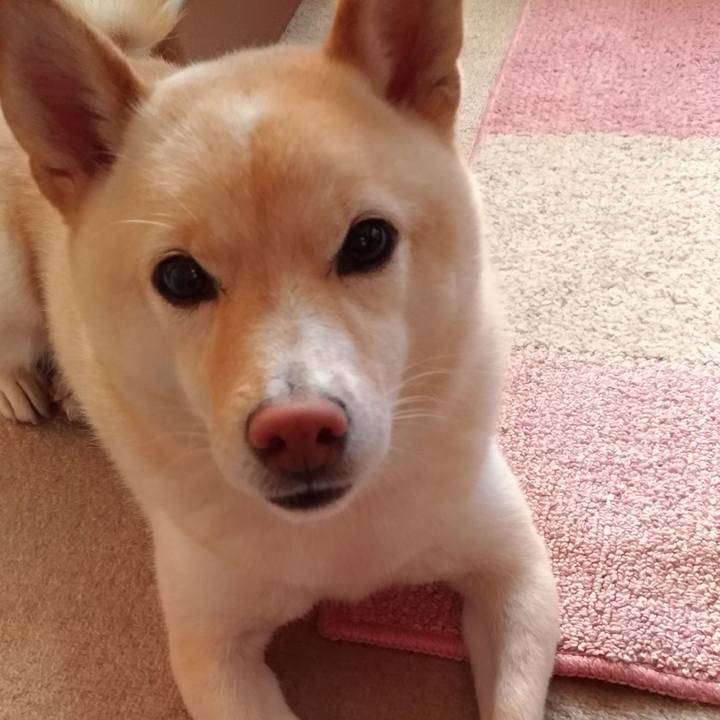 Be02babc 01bb 45c2 a70d ad38e04b61b1 1605393278712