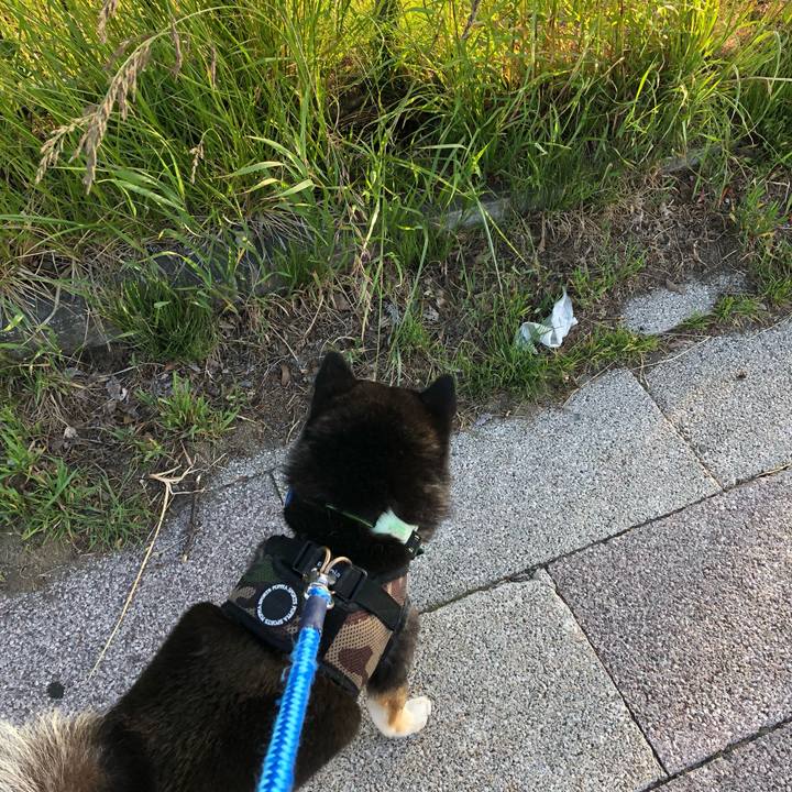 Be0433d2 163e 403e b176 82c31767bc17 1560331992931