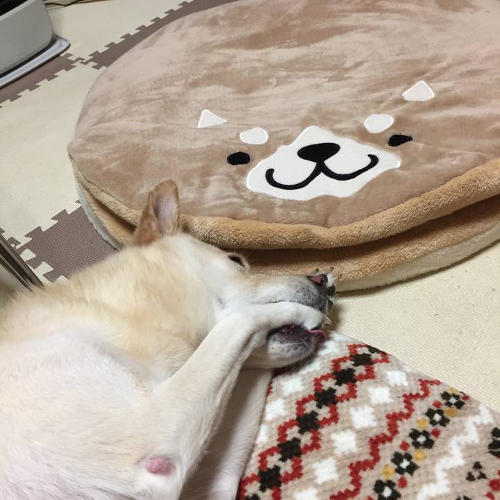 Be058d2d 8b7b 432c 9e9d cbdb9a73aaf3 1511862622559