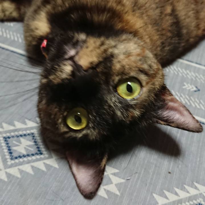 Be0a06d7 a288 4b0b 87e5 f7917cd884ec 1562136981742