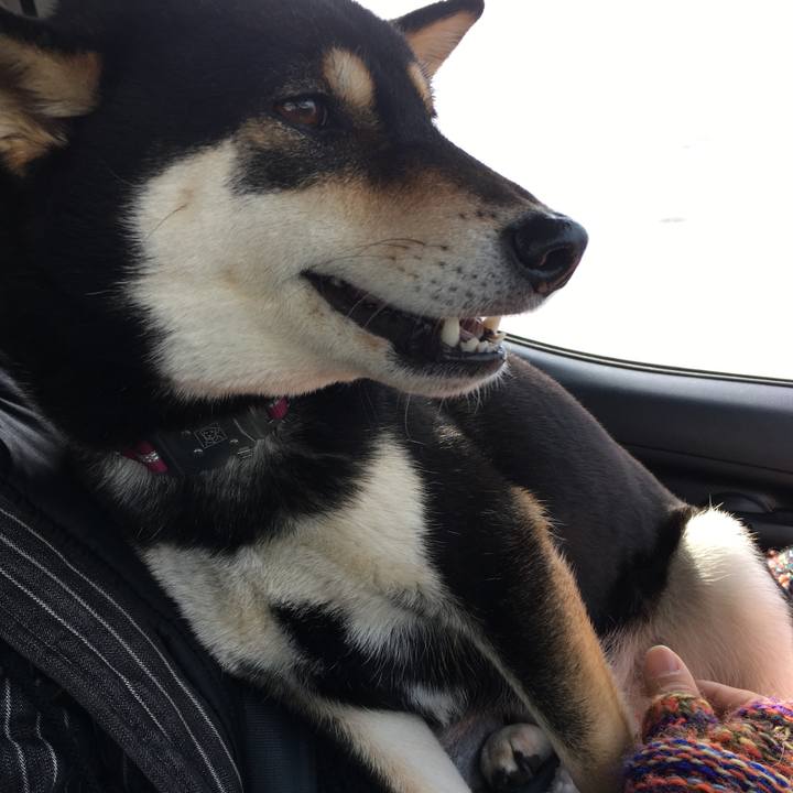 Be0d3b72 7457 4e27 ae87 00e58c74858e 1519032922964