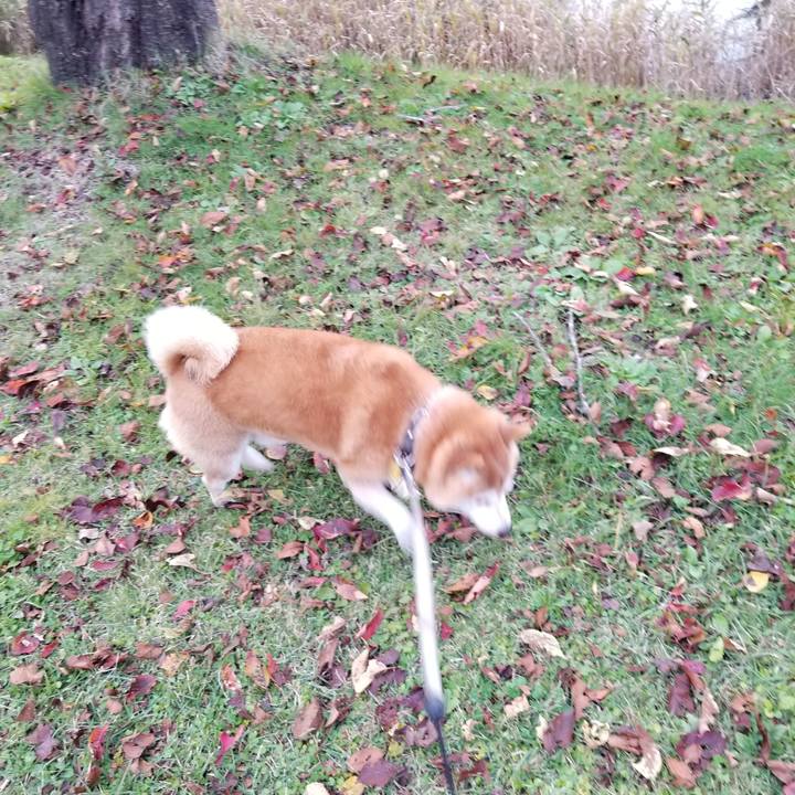 Be0d42c6 c43b 43c3 bad1 bb460b22e2e7 1635837857542