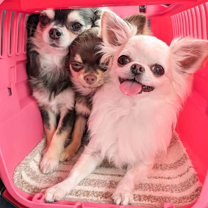 Be101ba9 729e 4917 96d6 f8c69c9f2111 1748150821057