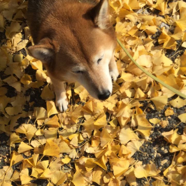 Be1097e4 250d 4f1e 8932 486fa263f873 1605697499357