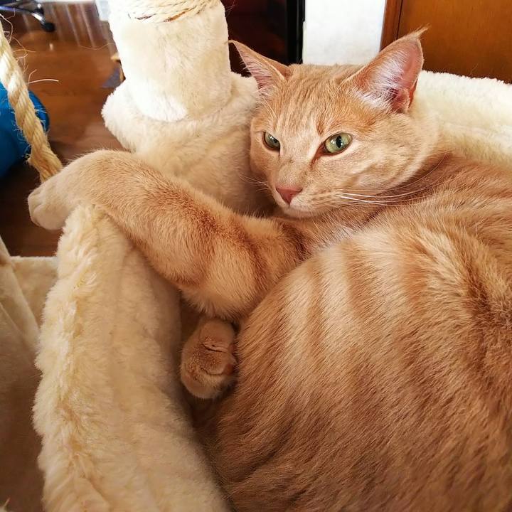 Be10e336 c8ea 4b98 812b ee4c17ceeb83 1586908044623