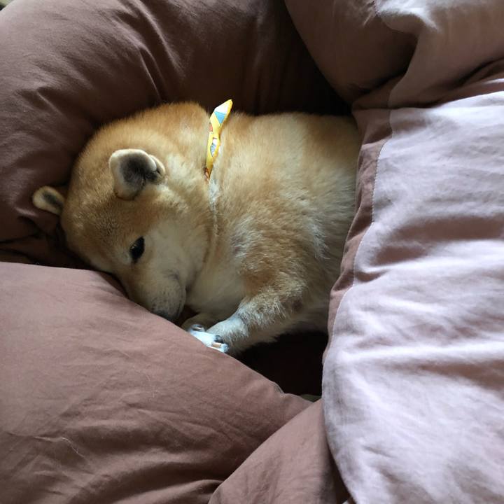 Be137f7d 4618 4230 b67c 88b8b4e26ed0 1574041420498