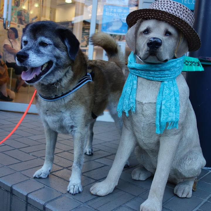 Be146be8 6863 412f b5e7 3c88632364b2 1564828653583