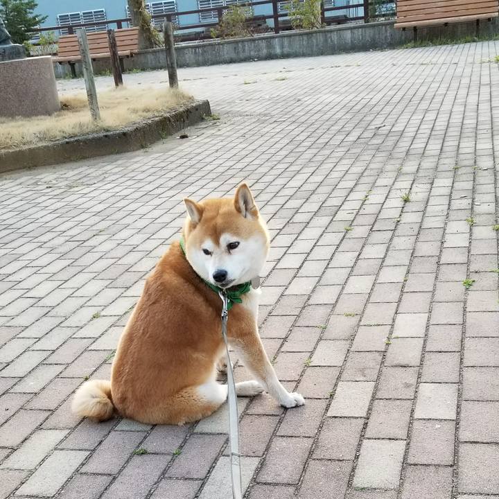 Be16ce47 53d3 4700 95e4 02e3acfd08af 1522744586794