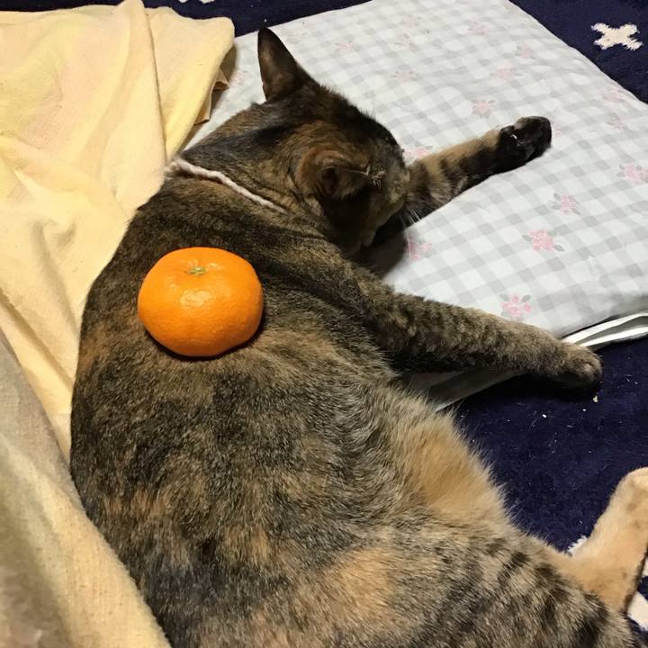 Be16f1a7 c927 4233 86c0 7030a623c69f 1738146199469