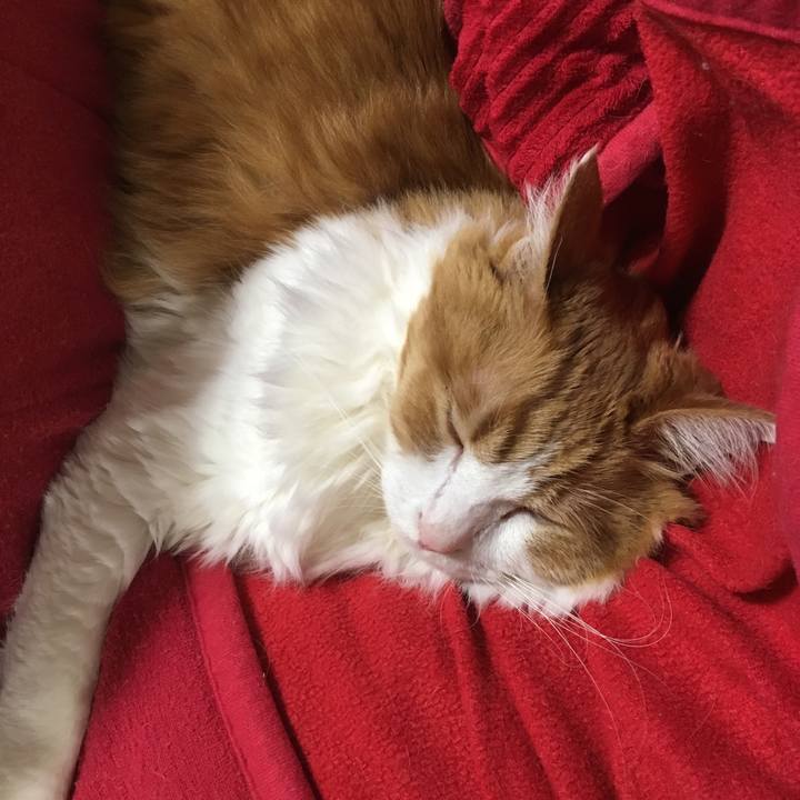 Be17fa8f 9b95 4dbb b621 04b68dfae90f 1543240950988