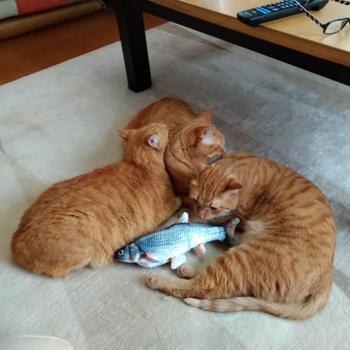 Be18b798 80a1 4a97 a736 df07c694c8c1 1589441318988