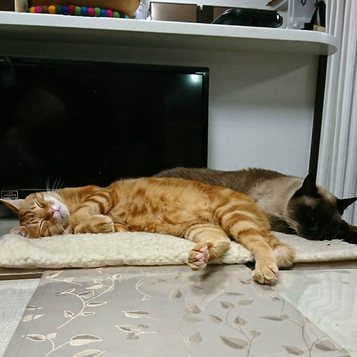 Be1c3c07 ea6d 4c72 b0d4 2c81a62ce485 1550812231424