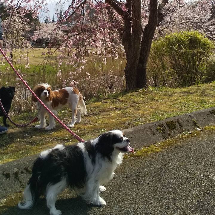 Be1fe4c1 2b35 48d9 83a7 cda1c09240bc 1586612757333