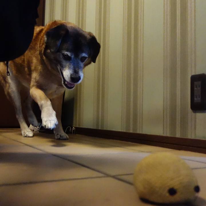 Be203dc9 89fb 402b a286 cc84cc2e9b22 1554771505739