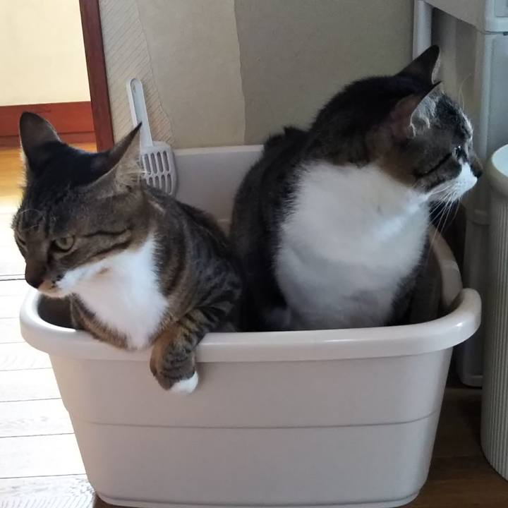 Be213f42 5c00 4482 9061 431cc6a954ec 1686836394974