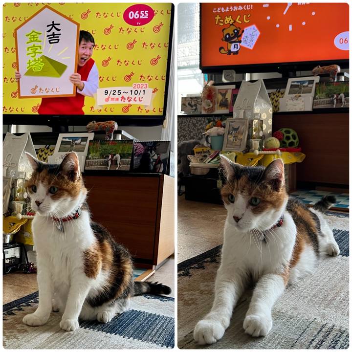 Be22ab80 dc1c 4383 82d5 1e6a7cae4d12 1695594124445