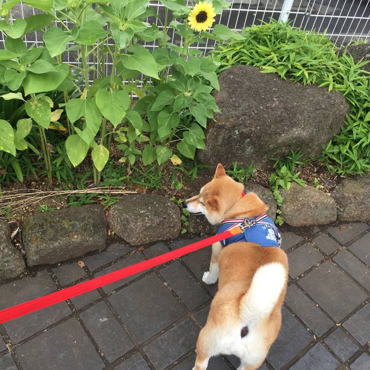 Be2338e0 02e7 478a a78c 5f6f8aa55ba5 1561263522050