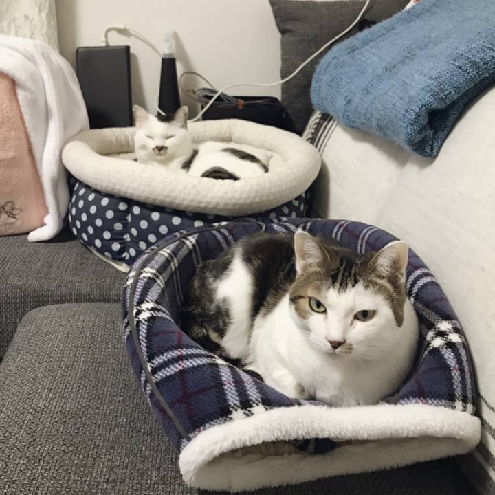 Be24b4fa 22fc 46ff 92ee bdbcadb64e8c 1543981267744