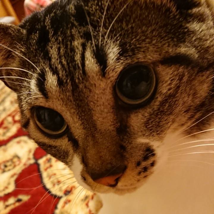 Be2a6609 2176 4bd4 951d 22c0658d9b68 1540814617418