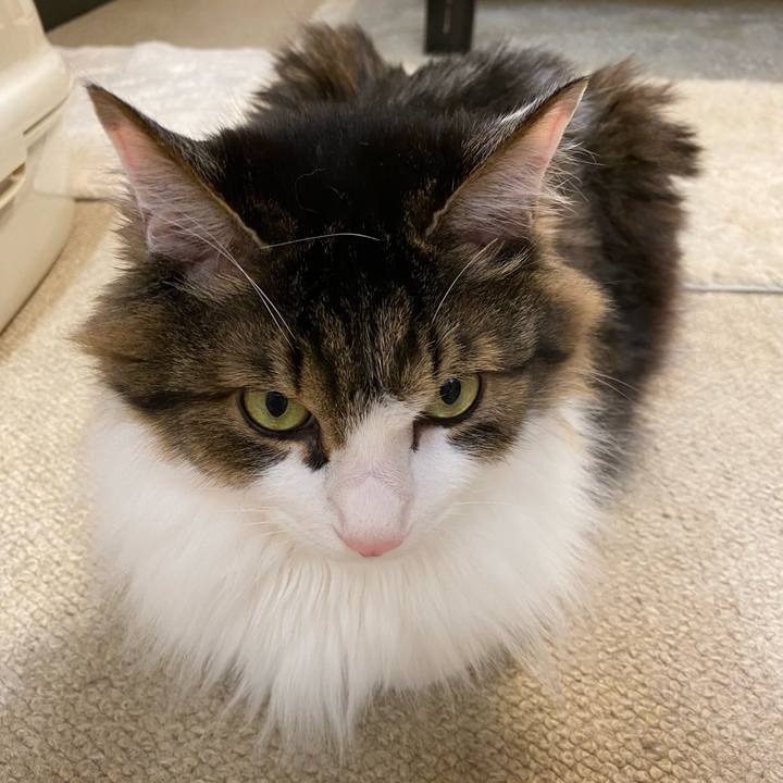 Be2eee37 2eae 4618 b678 8f0a328c254d 1666475995486