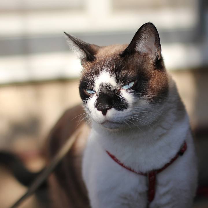 Be2fe6f8 4a9f 44ab af4c e1d39d9b8ced 1513419383524