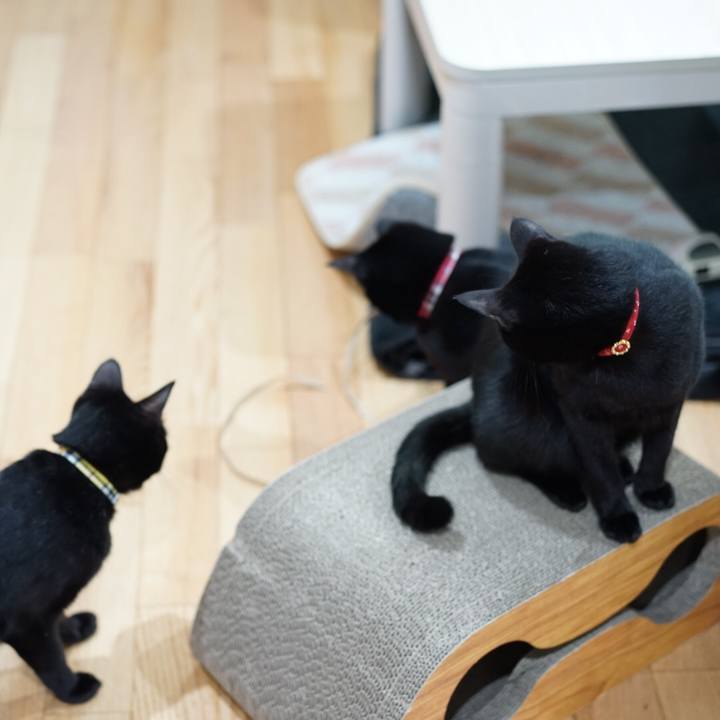 Be305318 89d1 4a9c ba99 8dd9b0cd2034 1549237930447