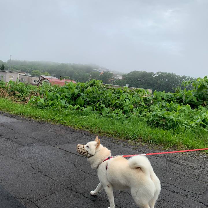 Be308392 50fa 4d75 92d6 7ea9b00b2f29 1594155305435