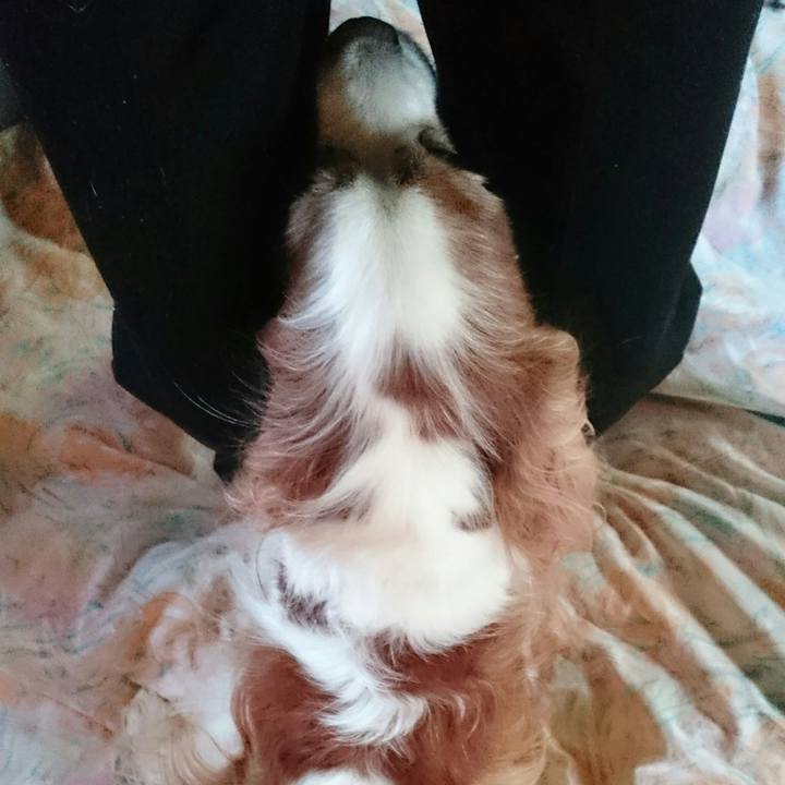 Be32ad48 54e8 4a29 8acc e14ee09fdcf0 1544919709051