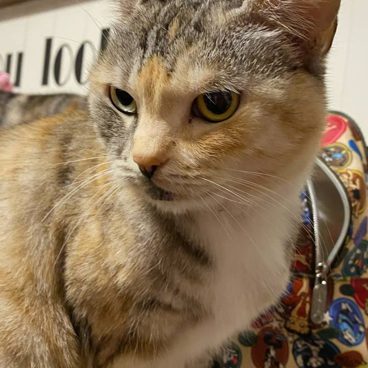 Be32af25 7fc1 4e2b b98f 81a8b13112b1 1613312858131