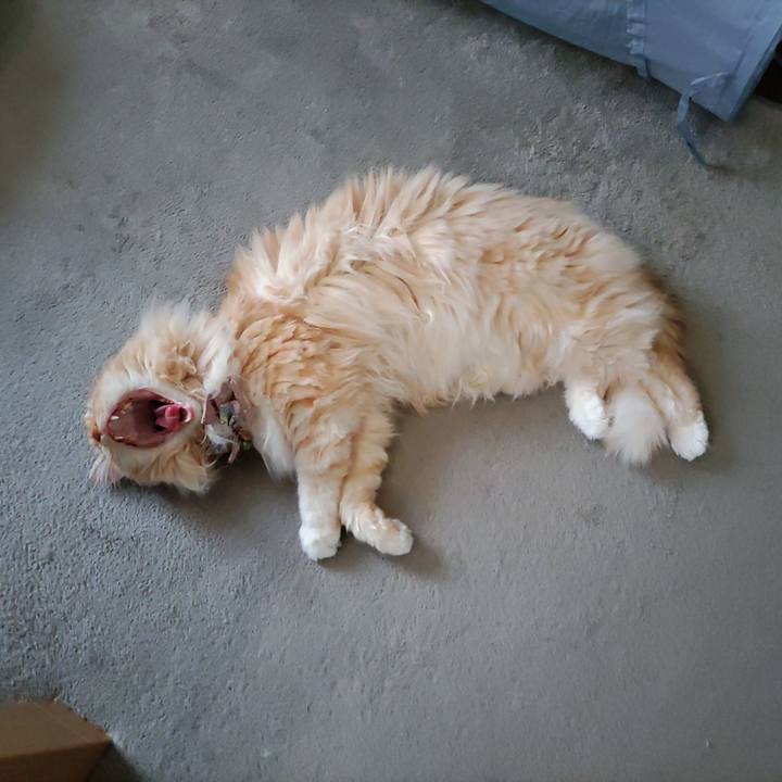 Be39f2e4 18a8 4b24 973c 5ae2bd710ecf 1720420379806