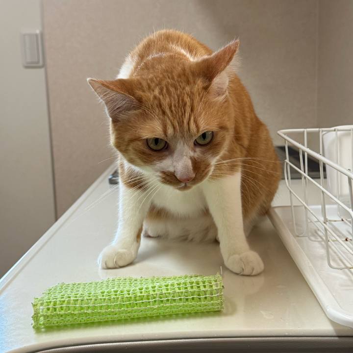 Be3cc5cd 6ef0 4b39 aa36 ac269a60bd7f 1762487554558