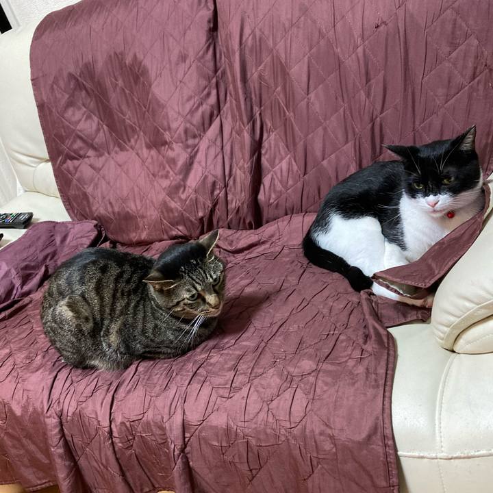 Be42121c 912e 4e76 ab4e 83d76aeb7109 1621998999293