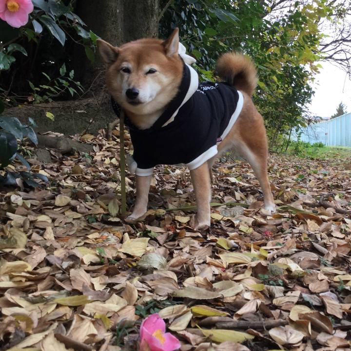 Be42f627 99ce 4eb4 9c1f 3656d79bdaa7 1575858286147