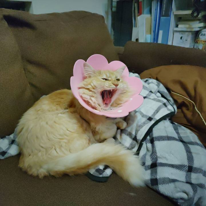 Be466c5d a41a 4689 a313 079b3cbf0d84 1721039045373