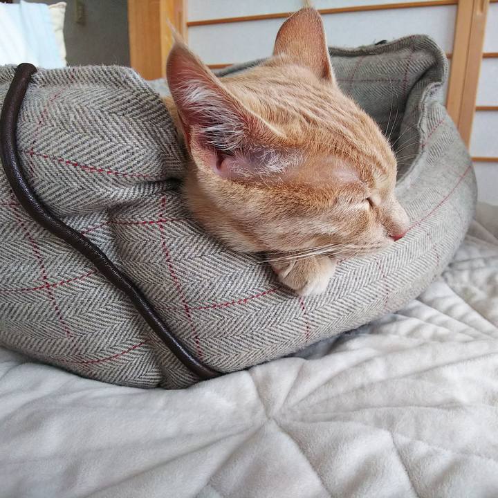 Be47ebc3 51d4 41ab a792 1b9a4b02a4f6 1545454356926